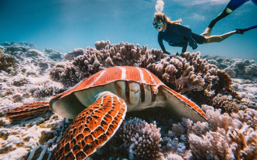 Amazing Snorkeling and Diving in the Maldives