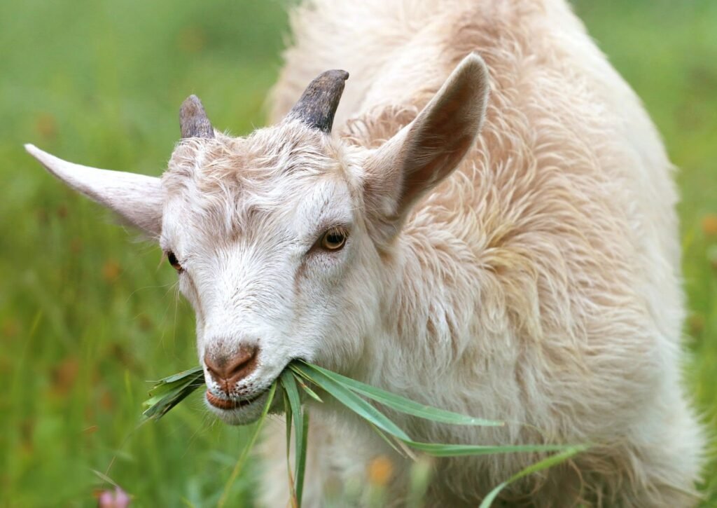 Goat farming in US