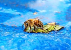 bees in swiming pool