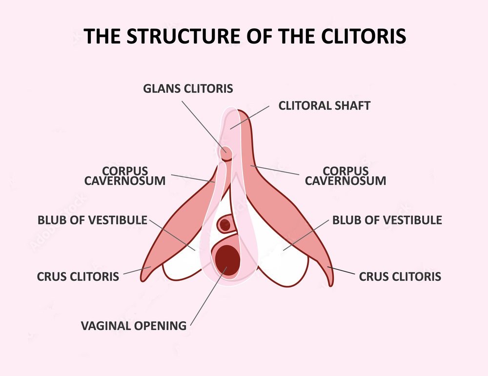 Join International Cliteratti-clitoris parts