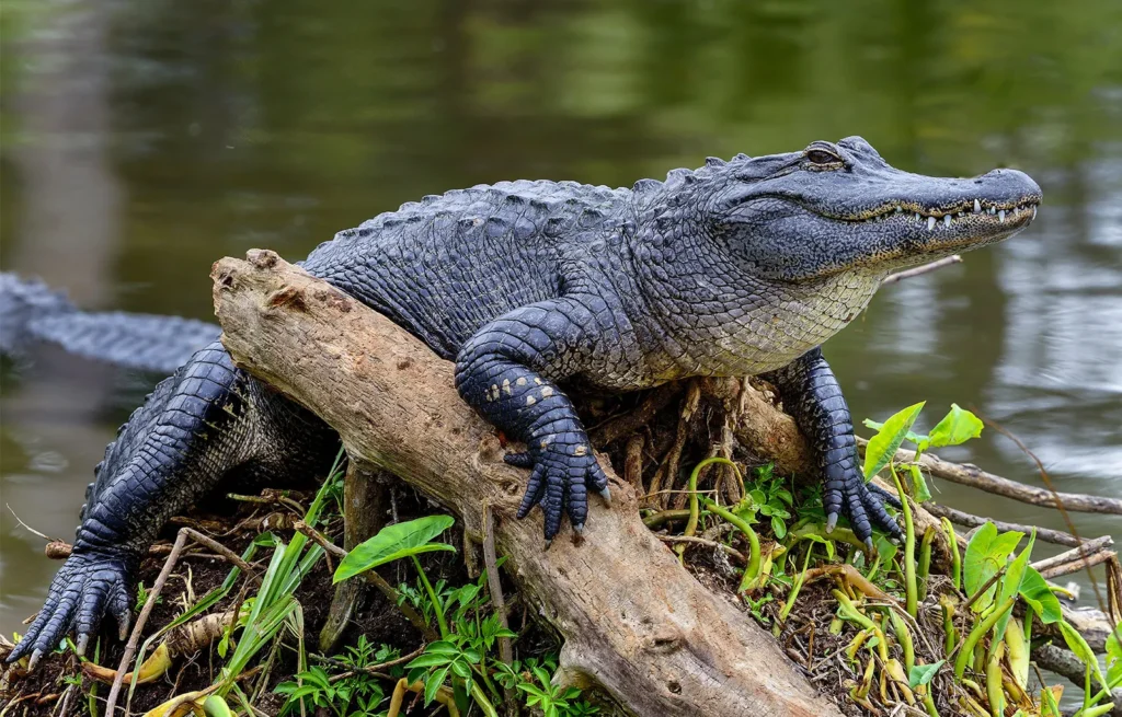 Alligator