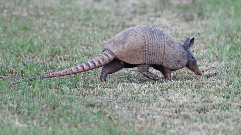 Armadillo