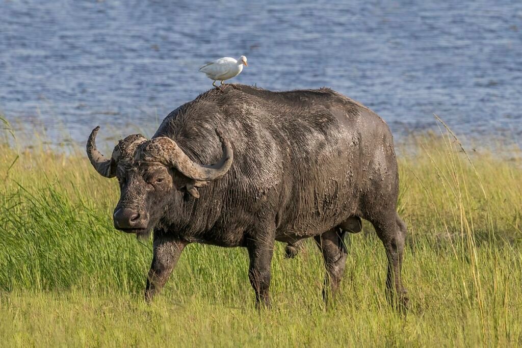 Buffalo