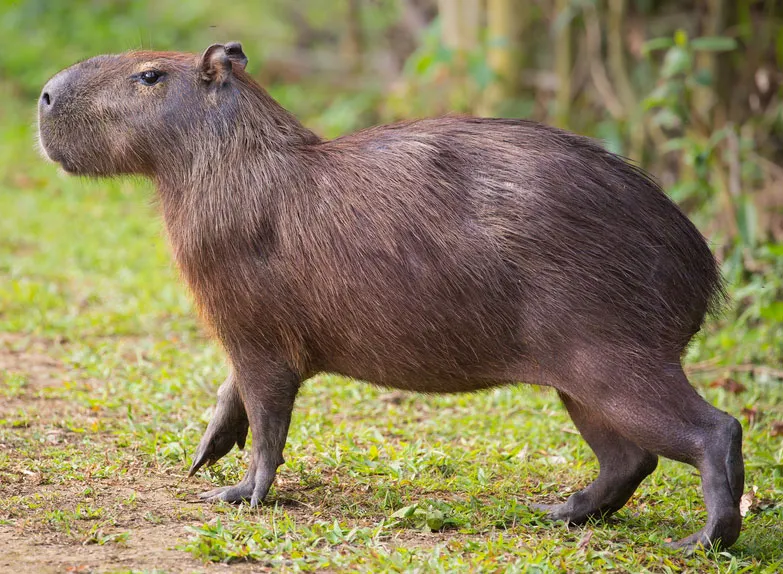 Capybara