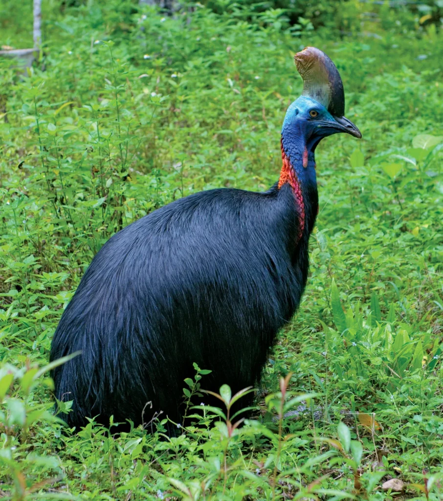 Cassowary