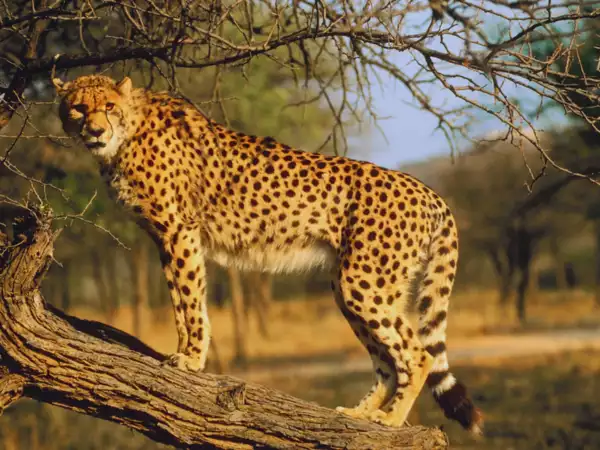 Cheetah