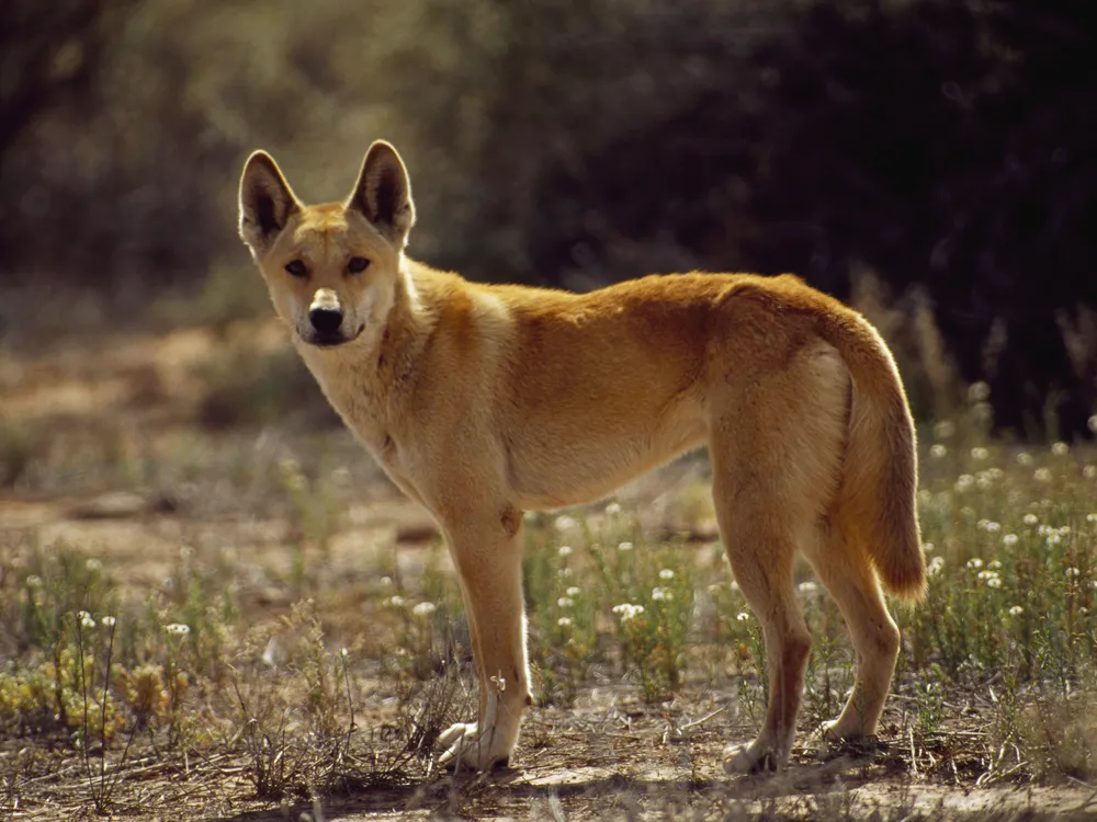 Dingo