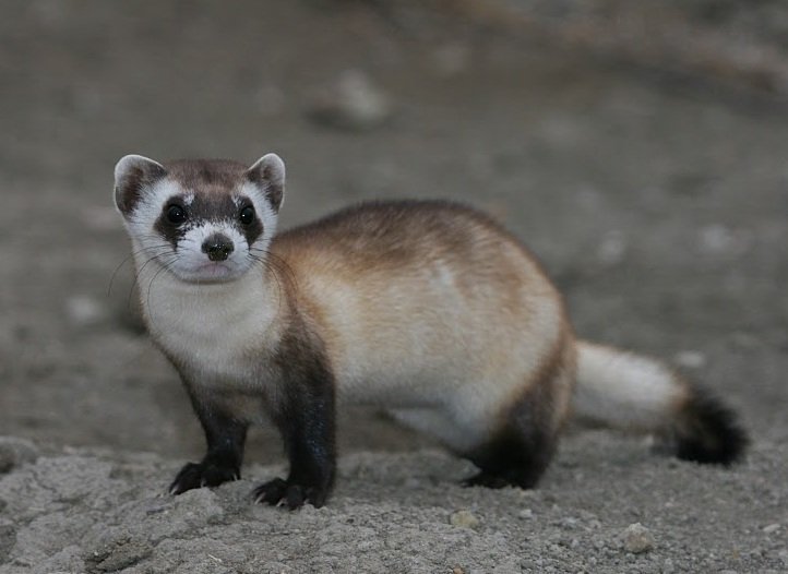 Ferret