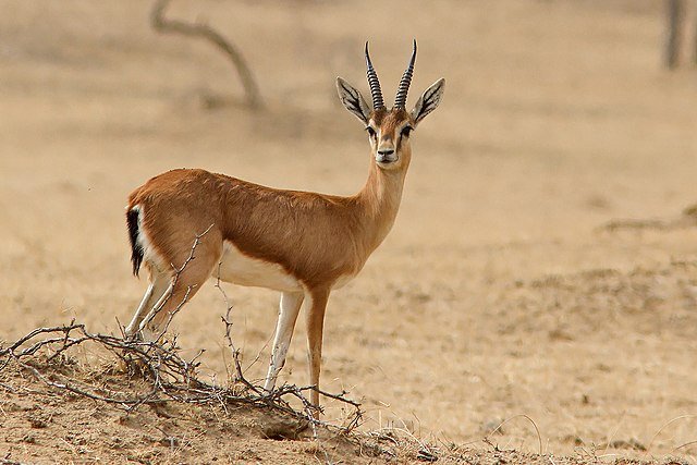 Gazelle