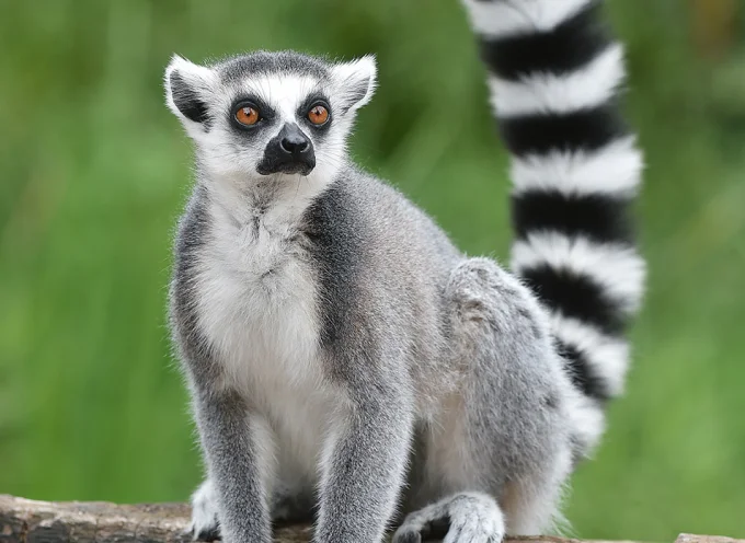 Lemur