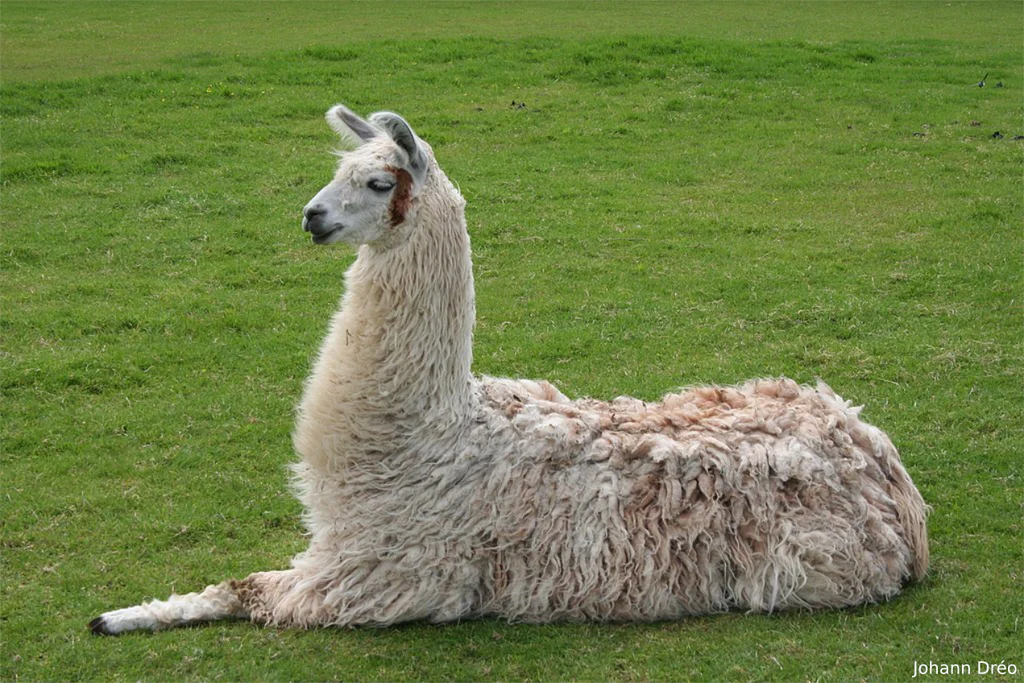 Llama