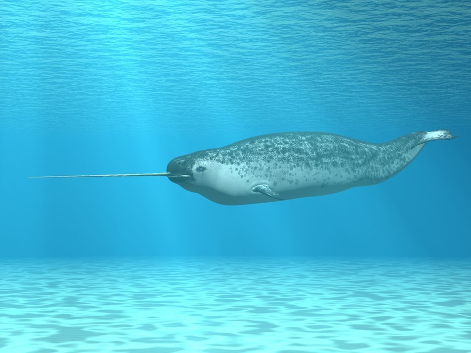 Narwhal