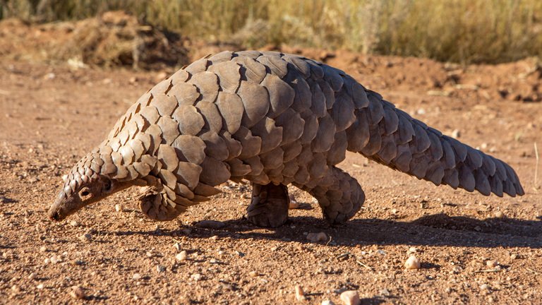 Pangolin