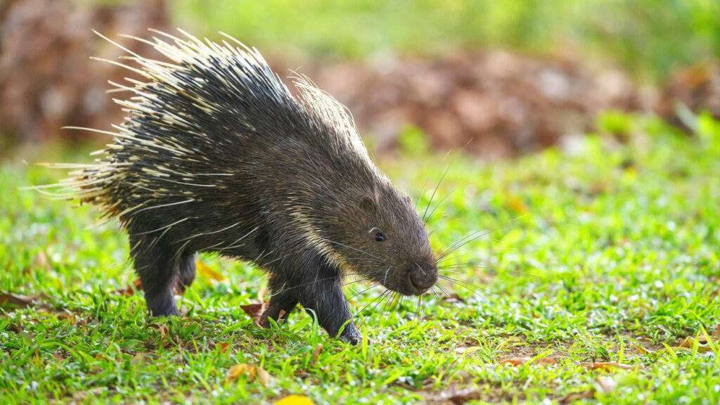 Porcupine