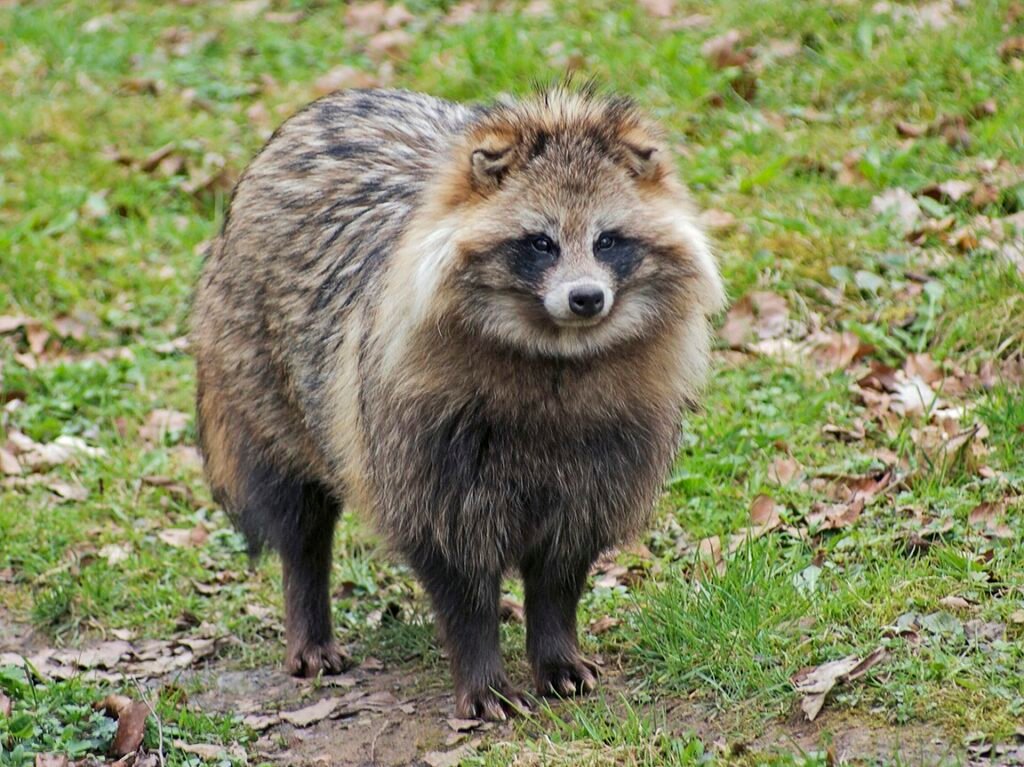 Raccoon