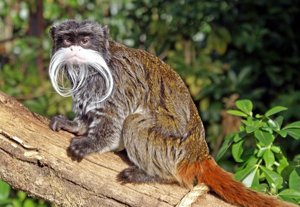 Tamarin