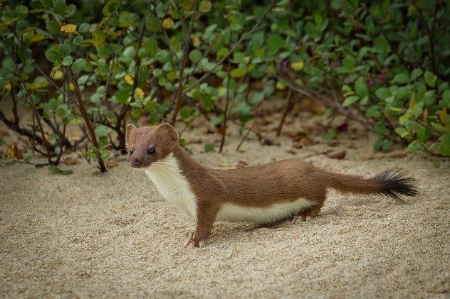 Weasel