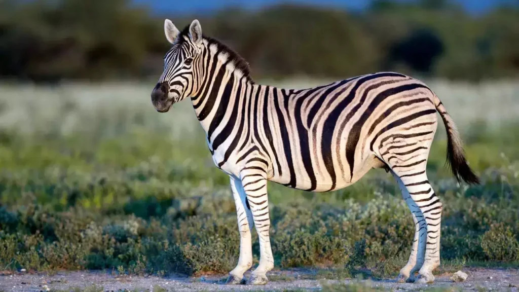 Zebra