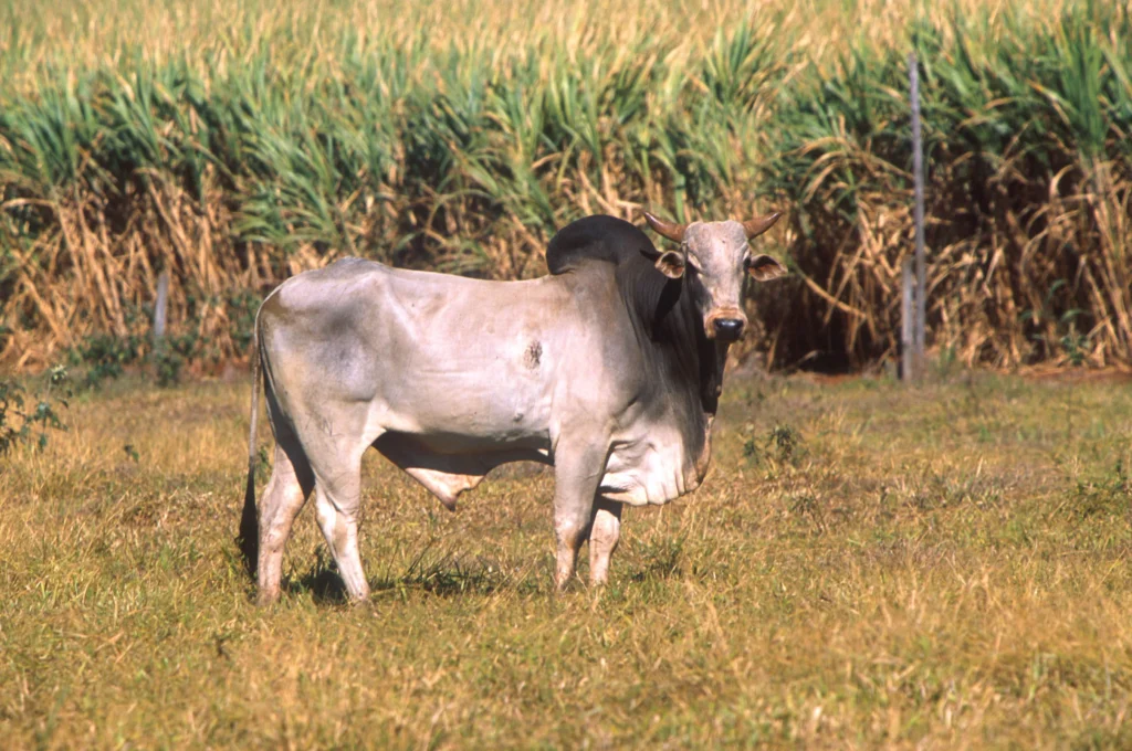 Zebu