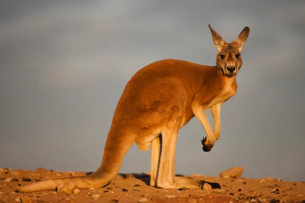 kangaroo