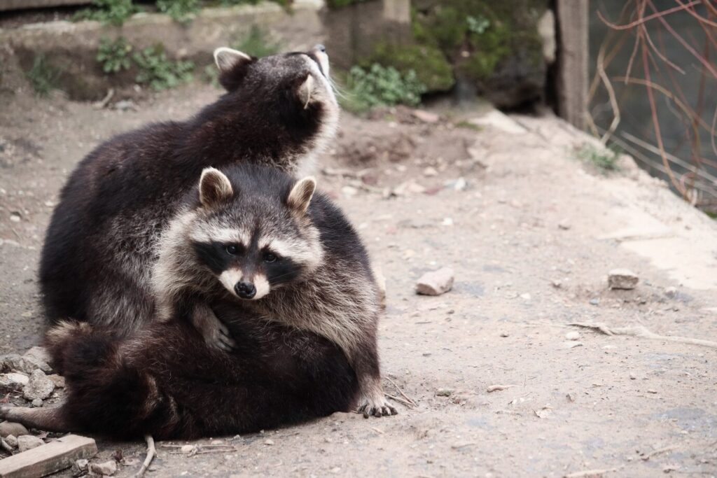 raccoon removal